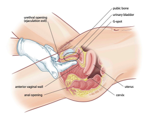 Porn women pumped full of spunk